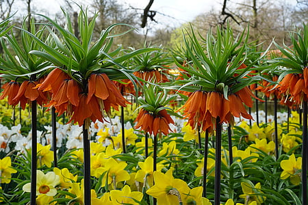orange petaled flowers thumbnail