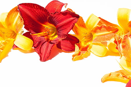 red and yellow flowers thumbnail