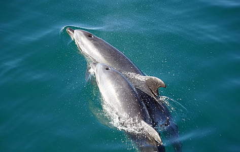 two grey dolphins floating during daytime thumbnail