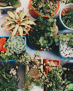 assorted plants on pots thumbnail