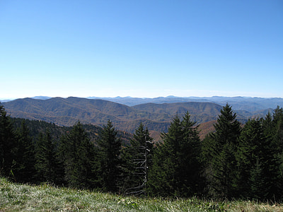 green pine trees under clear blue sky thumbnail