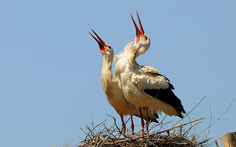 two white birds thumbnail