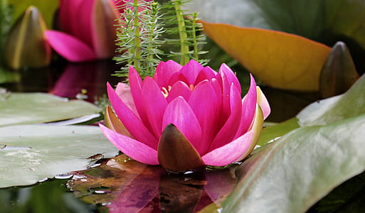 pink lotus flower on body of water thumbnail