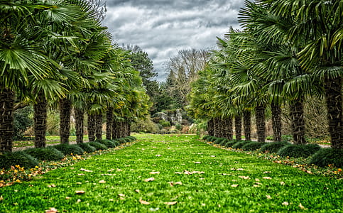 fan palm trees thumbnail