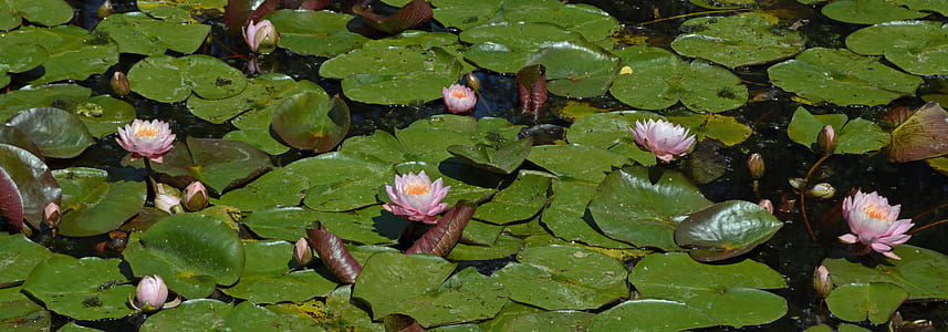 water lilies on water thumbnail