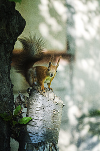 photo of squirrel on tree branch thumbnail