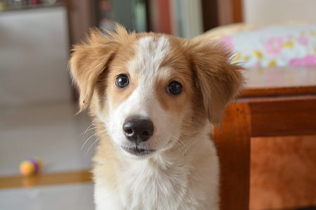 white and brown border collie puppy thumbnail