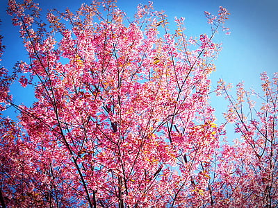 pink-leafed trees thumbnail