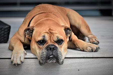 adult American pitbull thumbnail