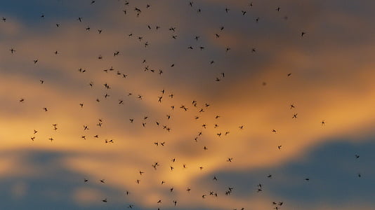 flight of bird thumbnail