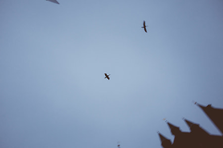Birds in fog thumbnail