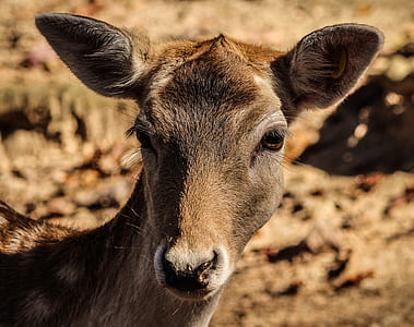 shallow focus photography of a deer thumbnail