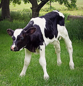 white and black cow thumbnail