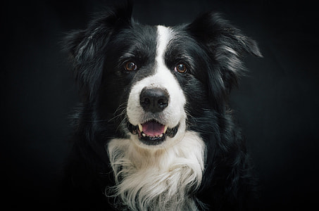 adult white and black border collie thumbnail