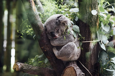 koala sleeping on tree branch thumbnail