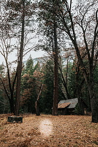 cabin, forest, outdoor, wilderness, outdoors thumbnail