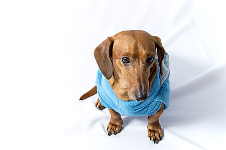 blue, animal, dog, pet thumbnail