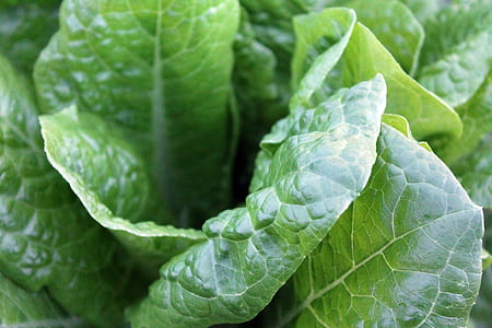 closeup photo of green leaf plant thumbnail