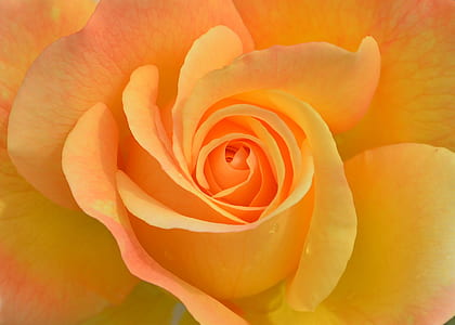 macro photography of yellow rose flower thumbnail