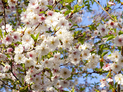 close-up photo of white and pink petaled flowers thumbnail