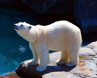 polar bear thumbnail