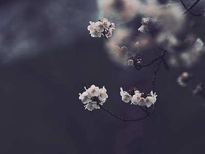 selective focus photography of white petaled flower thumbnail