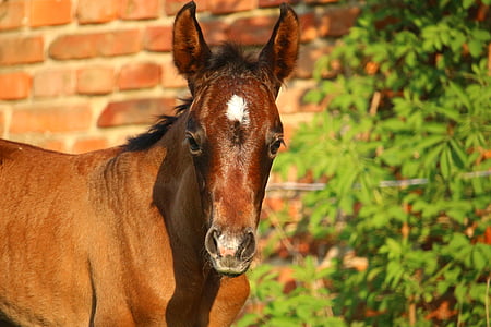 selective focus photography of brown horse thumbnail