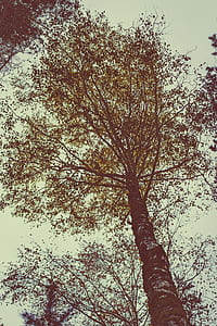 nature, forest, trees, branches thumbnail