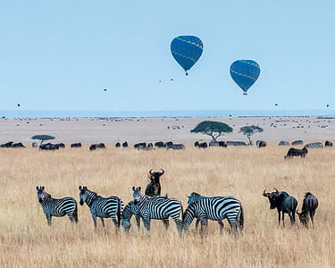 zebra in grass field at daytime thumbnail