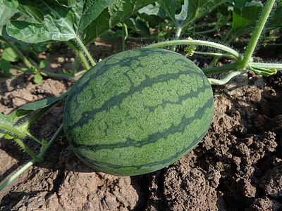 watermelon fruit on brown soil during daytime thumbnail
