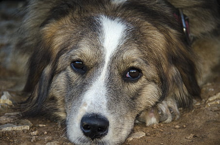 closeup photography of white, and tan dog thumbnail