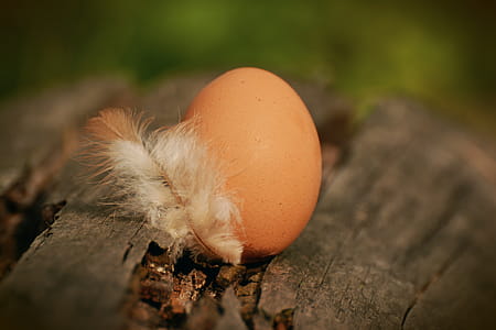 Native Egg Beside White Feather on Brown Tree Log thumbnail