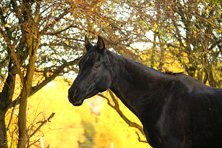 black horse under green tree thumbnail