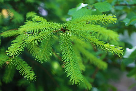 selective focus photography of green plant thumbnail