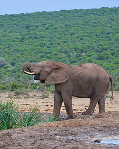 elephant on field with trees in background thumbnail
