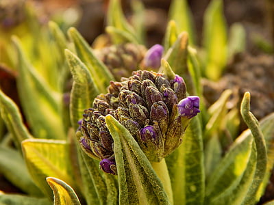 purple flower bud closeup photography thumbnail