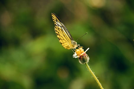 Yellow Butterfly Perched on Flower thumbnail
