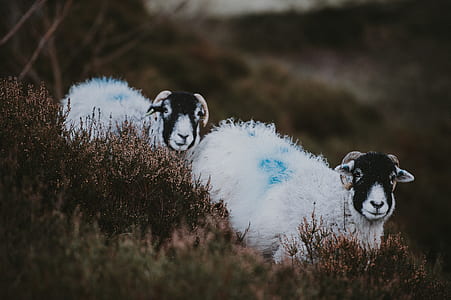 two white rams beside green grass thumbnail