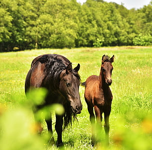 two tan horses on grass covered ground thumbnail