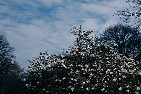 Blooming magnolia tree thumbnail