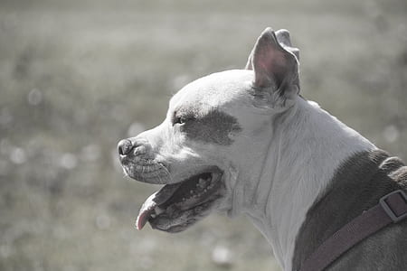 grayscale photography of adult American pit bull terrier thumbnail