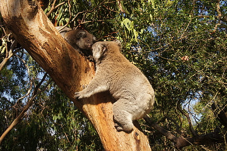 two koala bears on tree trunk thumbnail