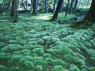 green moss growing near trees thumbnail