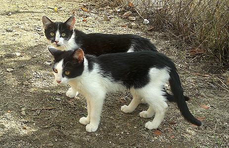 two adult tuxedo cats thumbnail