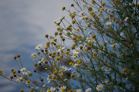 selective focus photography of white daisies thumbnail