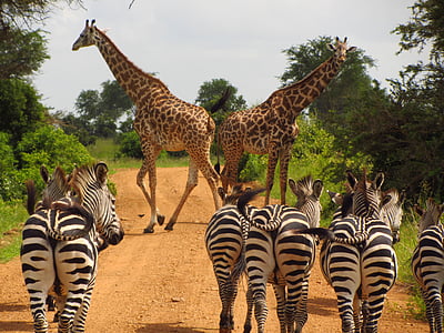 photo of giraffe and and zebra walking on roadway between trees thumbnail
