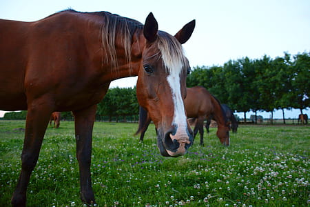 brown and white horse thumbnail