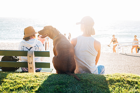 woman sits together with brown dog in front of sea at daytime thumbnail
