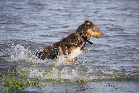 short-coated black and brown dog on body of water during daytime thumbnail