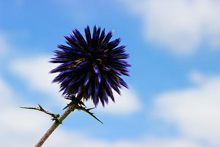 macro photo of violet flower thumbnail